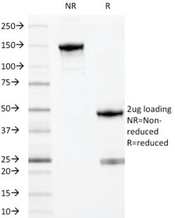 Myeloid-Associated Differentiation Marker Antibody (MYADM/971), Novus Biologicals